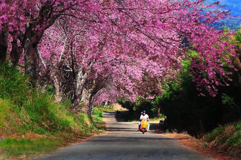 Cherry blossom in Thailand